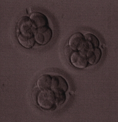 3 
embryos
